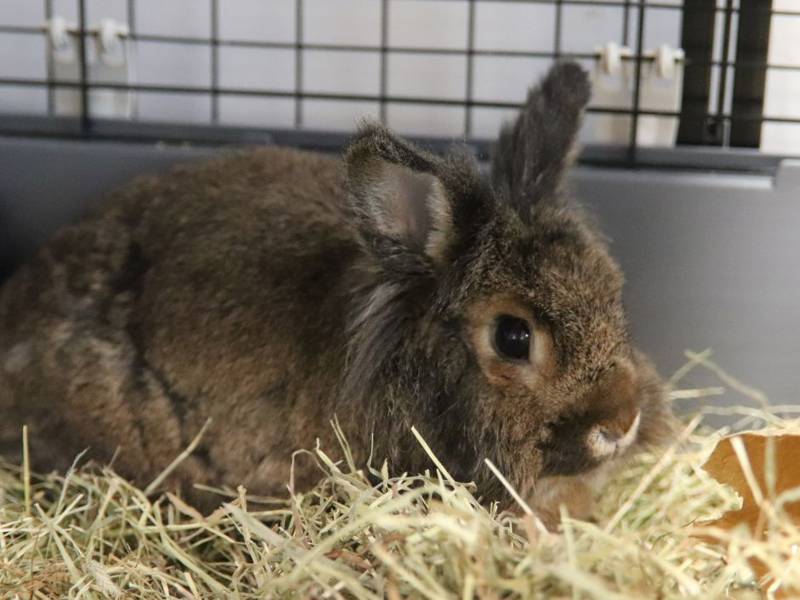 Fluffy rabbit in the Animal Care department at Highbury Campus.