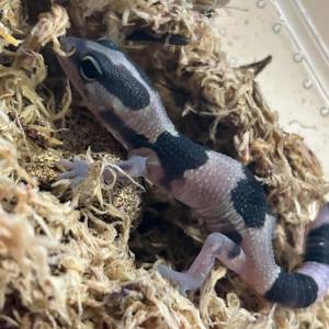 A baby gecko in his bedding